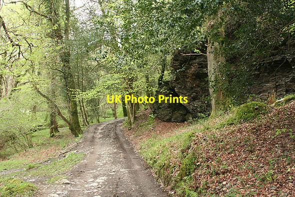 Photo 6"x4" Buckland Monachorum: track near Double Waters Buckland Monachorum c2009