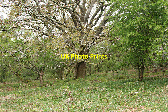 Photo 6"x4" Buckland Monachorum: copse with an oak Buckland Monachorum c2009