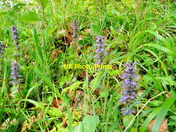 Photo 6"x4" Bugle, Ajuga reptans Bull's Hill\/SO5920 c2009