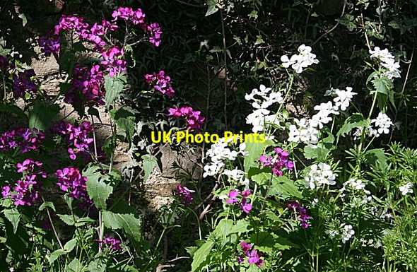 Photo 6"x4" Honesty (Lunaria annua) Thomshill c2009