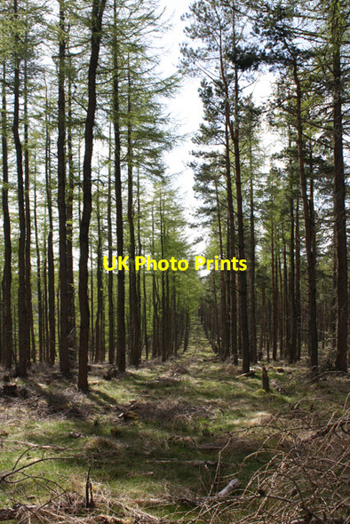 Photo 6"x4" Plantation west of Cnoc Lochy Tomintoul\/NJ1618 c2009
