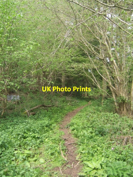 Photo 6"x4" Path into Oak Dingle Tugford c2009