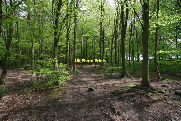 Photo 6"x4" Woodland, St Ives Estate Bingley\/SE1139 c2009