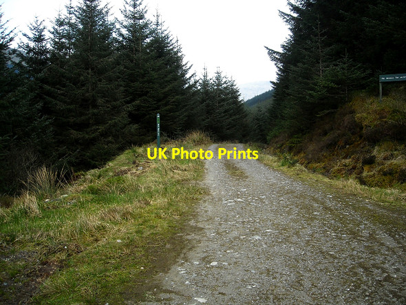 Photo 6"x4" Forest Track Near Ardgartan Ardgartan c2009