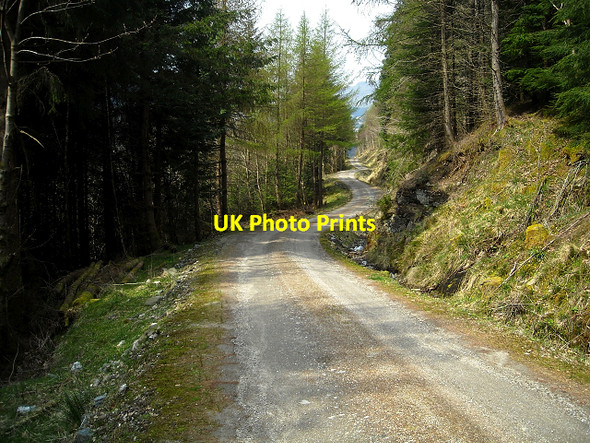 Photo 6"x4" Forest Track Near Lochgoilhead Lochgoilhead c2009