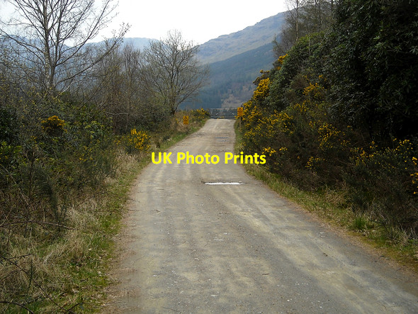 Photo 6"x4" Forest Track Near Lochgoilhead Lochgoilhead c2009