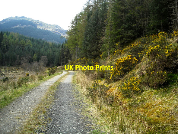 Photo 6"x4" Forest Track in Glen Goil Lochgoilhead c2009