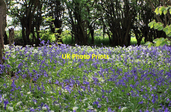 Photo 6"x4" Bluebells and Wild Garlic Riplingham c2009