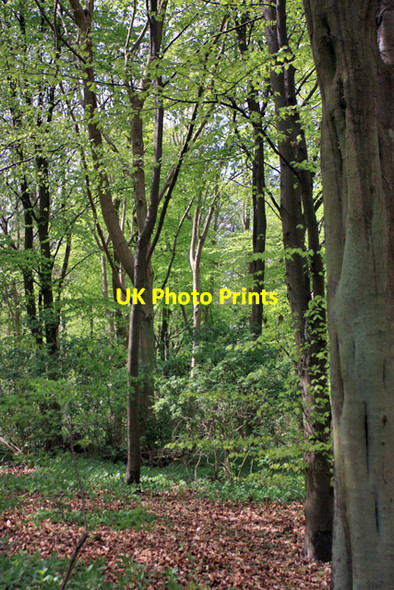 Photo 6"x4" Nut Wood and Wauldby Scrogs broadleaf woodland West Ella c2009