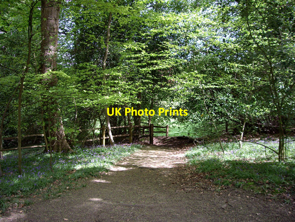 Photo 6"x4" Footpath through Pasture Wood, near Abinger Common Abinger Common c2009
