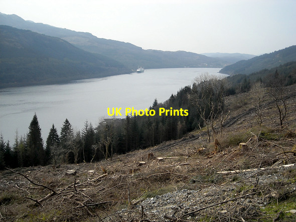 Photo 6"x4" Felled Section of Ardgartan Forest Ardgartan c2009