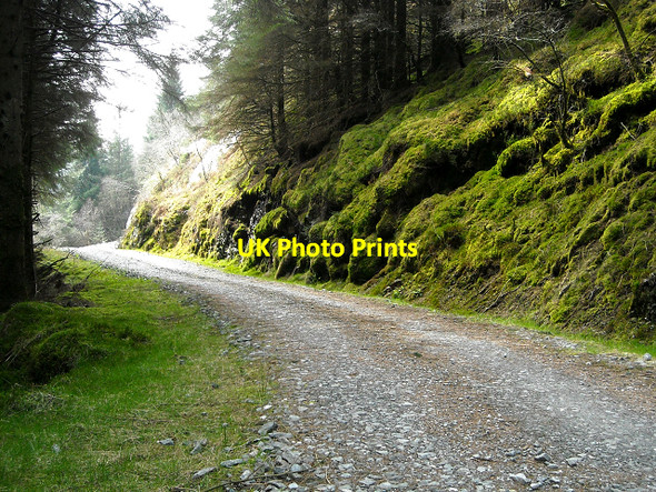 Photo 6"x4" Track in Ardgartan Forest Portincaple c2009