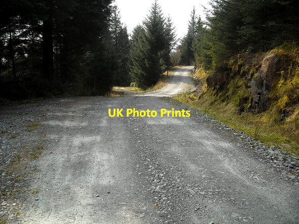 Photo 6"x4" Tracks in Ardgartan Forest Portincaple c2009