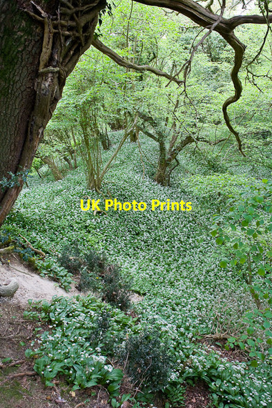Photo 6"x4" Ramson clad dell west of Mayles Lane Fareham c2009