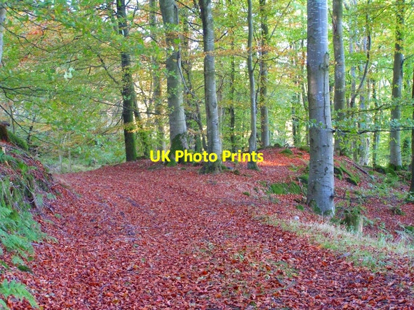 Photo 6"x4" Track in Tornat Wood Palnackie c2008