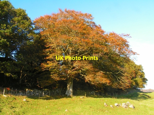 Photo 6"x4" Craigherron Beech Palnackie c2008
