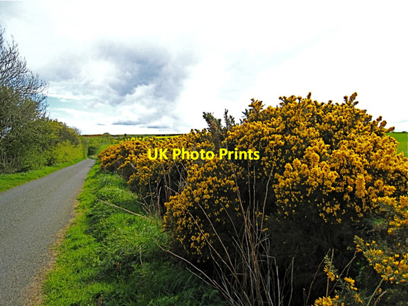 Photo 6"x4" Newburgh: Gorse along Knockhall Road Newburgh\/NJ9925 c2009