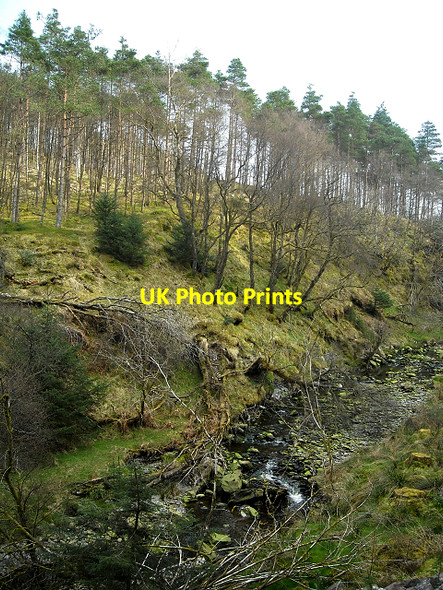 Photo 6"x4" Loch Ard Forest Kinlochard c2009