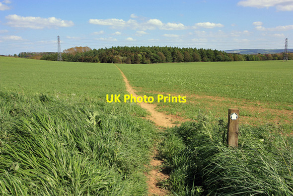 Photo 6"x4" A path towards Gillylees Wood Crambeck c2009