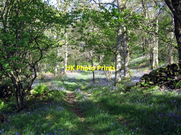 Photo 6"x4" Entering Gibb's Hole Wood Kippford\/Scaur c2009