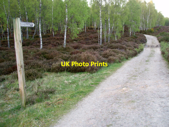 Photo 6"x4" Track from Speybank to Dalraddy Speybank c2009