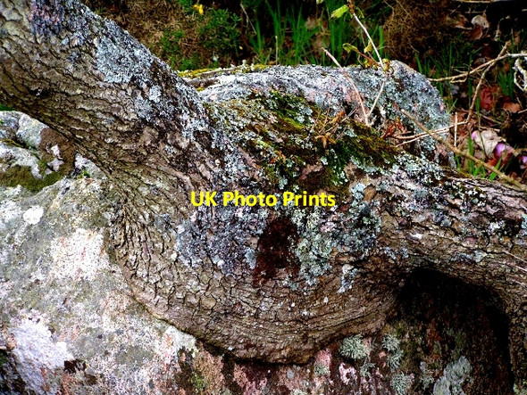 Photo 6"x4" Oak and Stone Kippford\/Scaur c2009