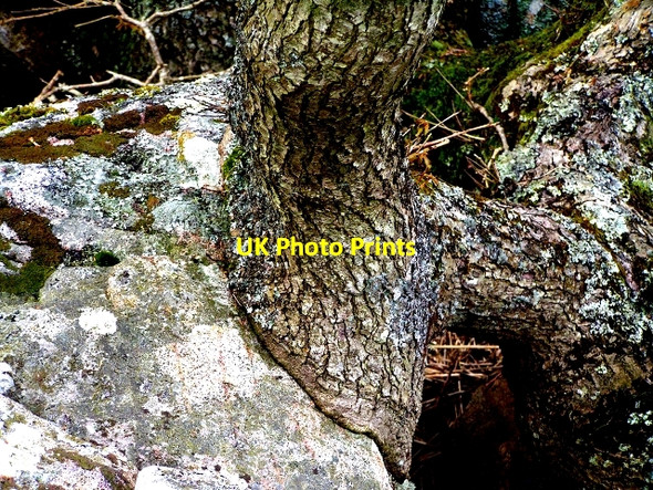 Photo 6"x4" Oak and Stone Kippford\/Scaur c2009 P1