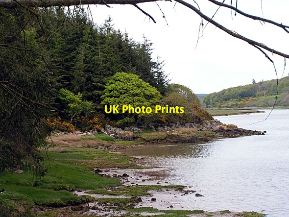 Photo 6"x4" Shoreline Oaks Kippford\/Scaur c2009