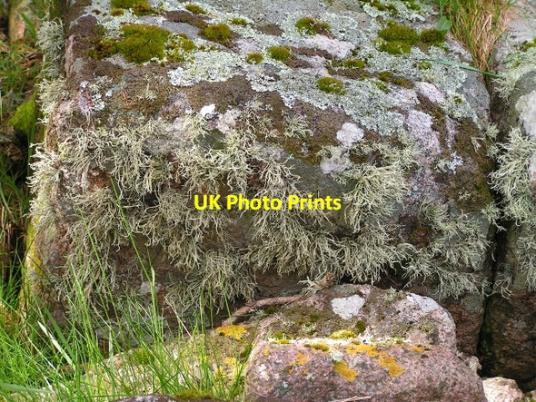 Photo 6"x4" Lichen and Moss on Shoreline Boulder Kippford\/Scaur c2009