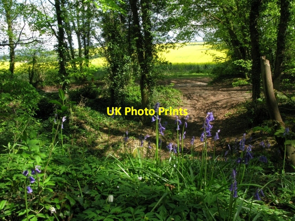 Photo 6"x4" Roman road alongside Nine Acre Wood Studdal c2009