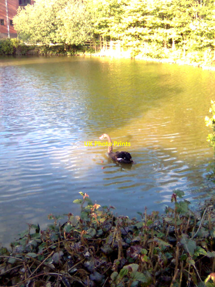 Photo 6"x4" Swan on Papworth Hospital Lake Papworth Everard c2009