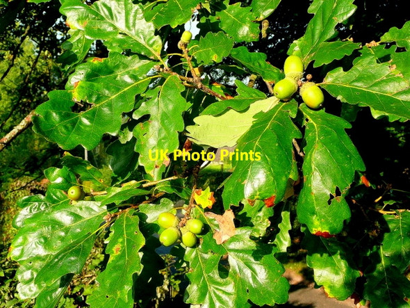 Photo 6"x4" Autumnal oak Kerne Bridge c2008