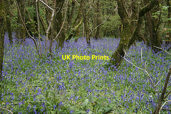Photo 6"x4" Bluebells in the woods to the north of Cowlands Creek Coombe\/SW8340 c2009