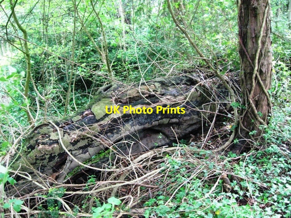 Photo 6"x4" A Fallen Giant in Cobblers Pits Buckland\/SP8812 c2009