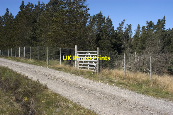 Photo 6"x4" Gate into plantation Londubh c2009