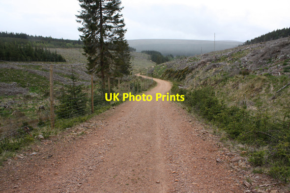 Photo 6"x4" Track in plantation north of Glenmullie Tomintoul\/NJ1618 c2009