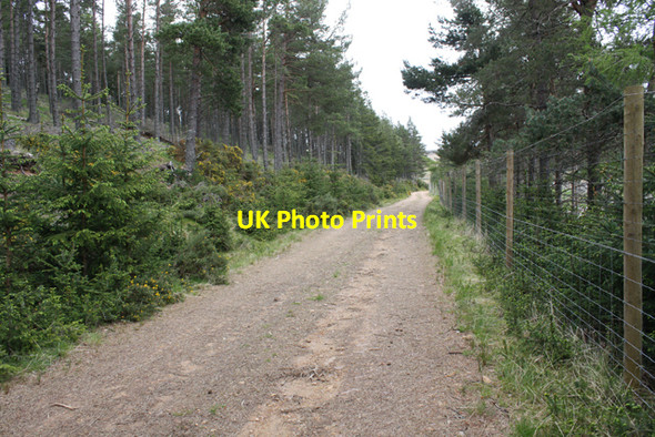 Photo 6"x4" Track through plantation north of Glenmullie Allt nan Seileach\/NJ2117 c2009
