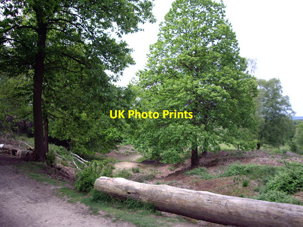 Photo 6"x4" Protection Measures at the Hill Fort, Holmbury Hill Ewhurst c2009