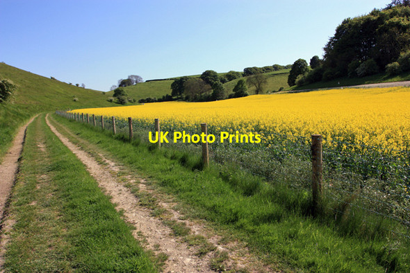 Photo 6"x4" South down Thixen Dale Thixendale c2009