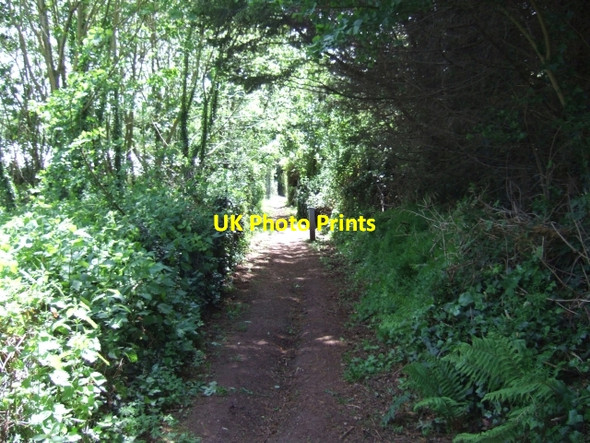 Photo 6"x4" Footpath below Hambeer Lane Exeter c2009