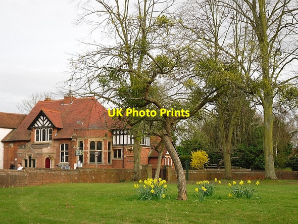 Photo 6"x4" Tree with mistletoe Streatley\/SU5980 c2009
