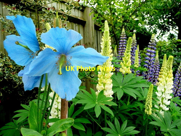 Photo 6"x4" Himalayan Poppy and Lupins Bromsash c2009