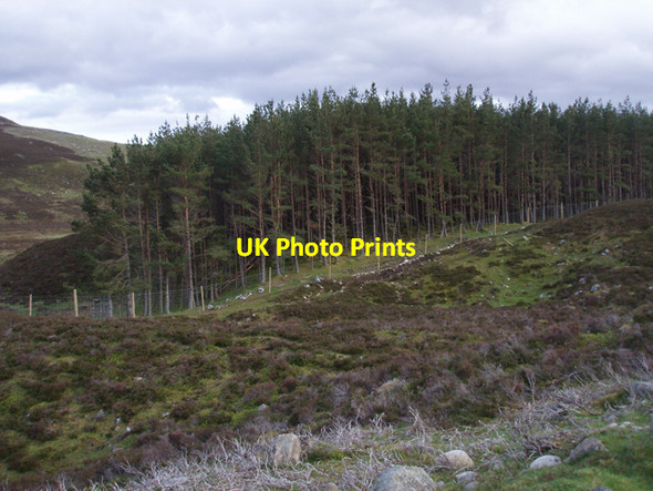 Photo 6"x4" Plantation SW of Loch Gynack Kingussie c2009