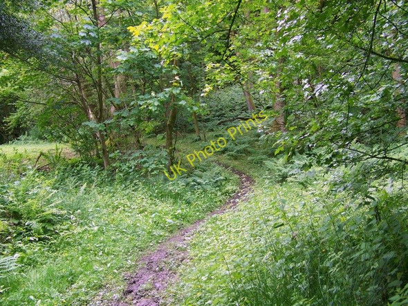 Photo 6"x4" Footpath near Lickfold Bexleyhill c2009