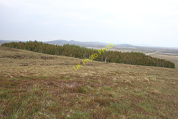 Photo 6"x4" Forest on Beinn Langais Loch Euphort c2009