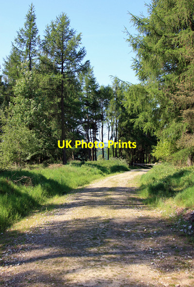 Photo 6"x4" Forestry access road, Newgate Bank Hawnby c2009