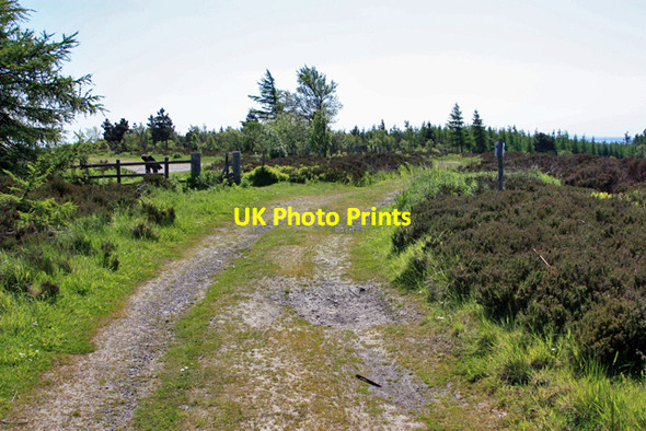Photo 6"x4" Leaving Helmsley Moor Cowhouse Bank Wood c2009