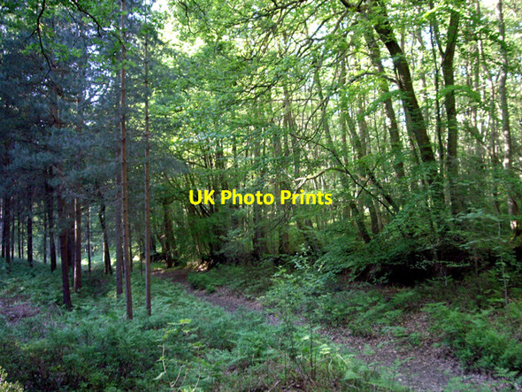 Photo 6"x4" Old boundary line in the Hurtwood Hoe\/TQ0945 c2009