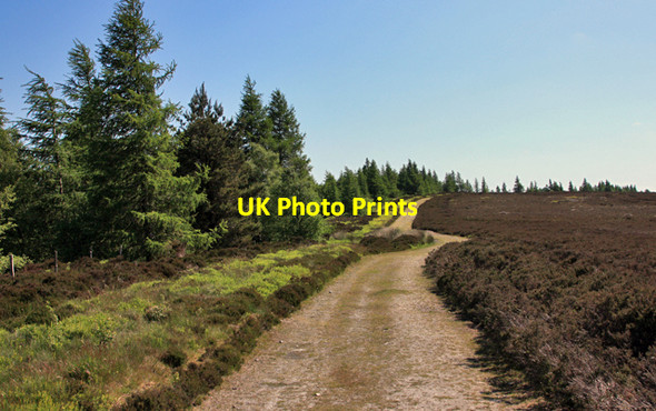 Photo 6"x4" Forestry track on Rievaulx Moor Hawnby c2009