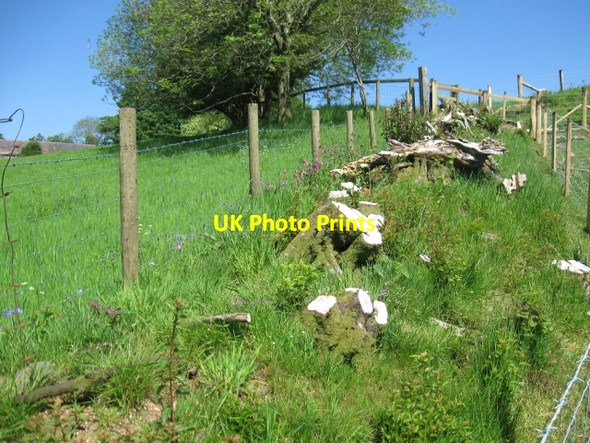 Photo 6"x4" Recovering Hedgerow with wild flowers, Cefngeudrum Talsarn\/SN7726 c2009